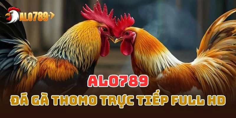 Trải nghiệm đá gà Thomo đỉnh cao, hình ảnh sắc nét full HD 